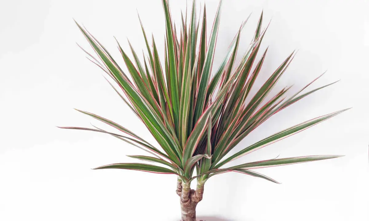 Dracaena marginata extérieur, une plante d'intérieur aux feuilles vertes et rouges, prête à embellir un espace extérieur.