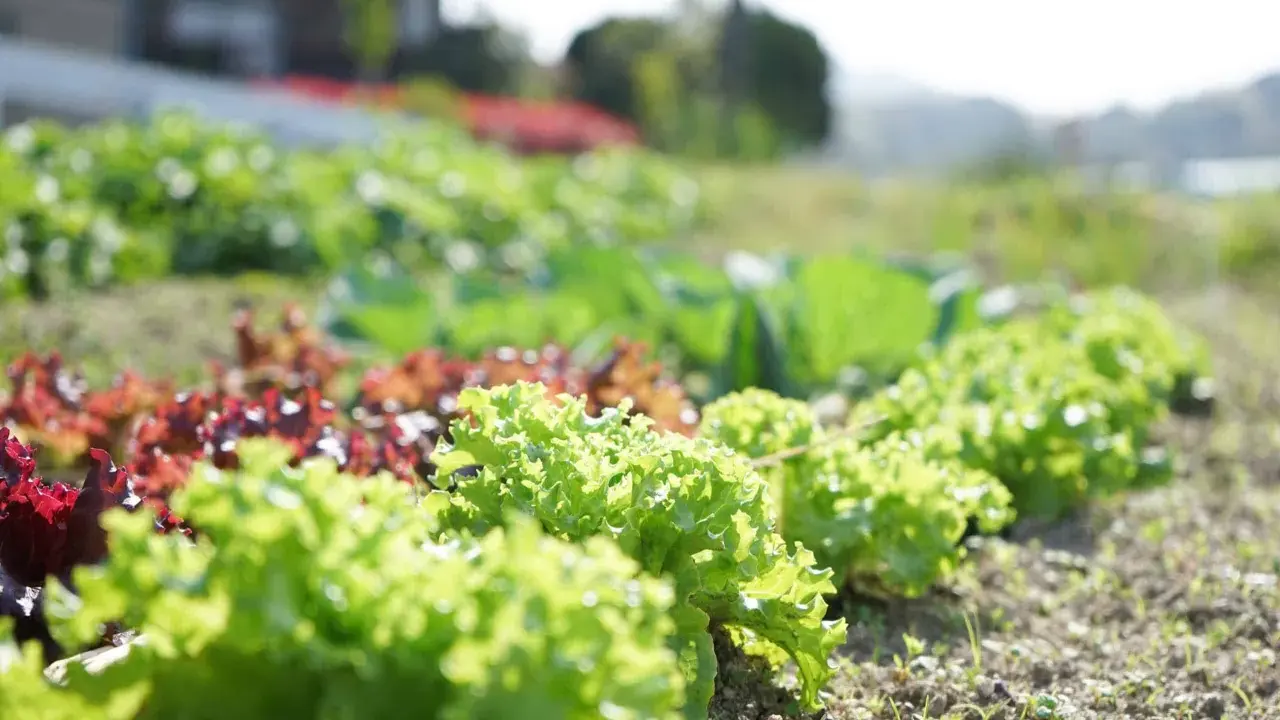Un potager ensoleillé présente une belle liste variété de salade, avec des laitues vertes frisées et des variétés rouges luxuriantes.