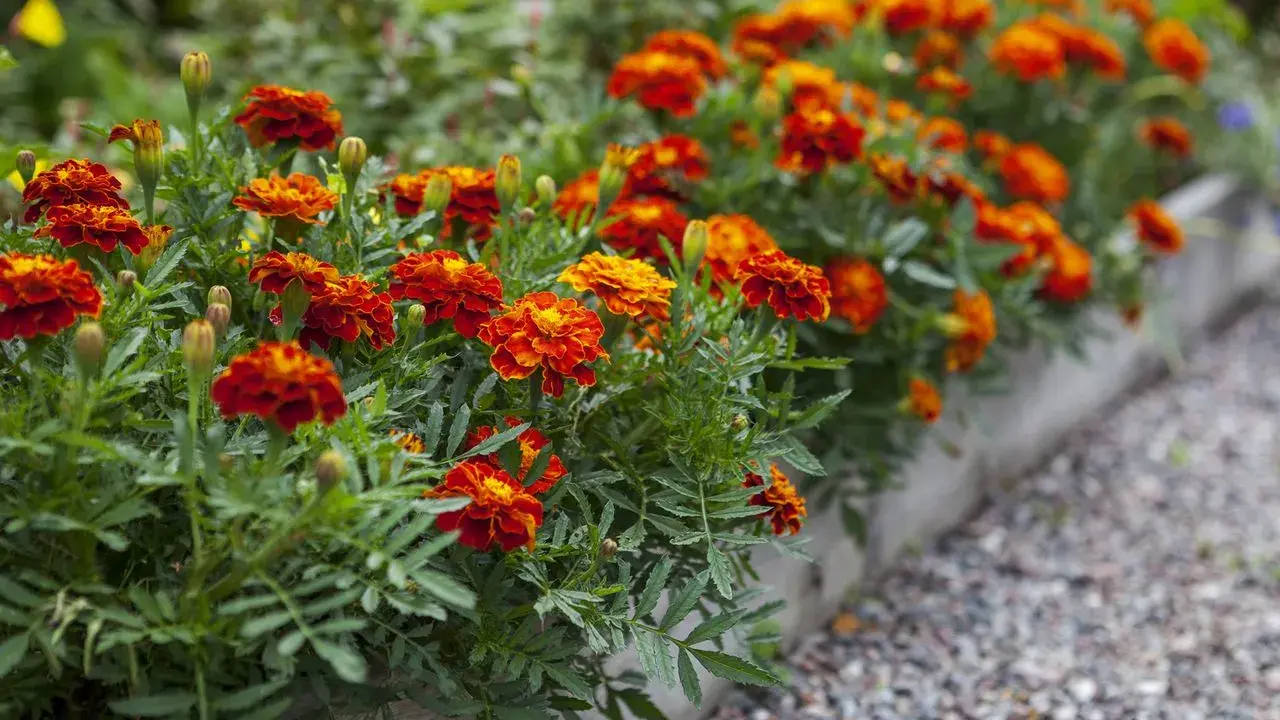 Un parterre d'oeillet d'inde en jardinière, aux couleurs vives rouge et orange, borde un chemin de gravier.