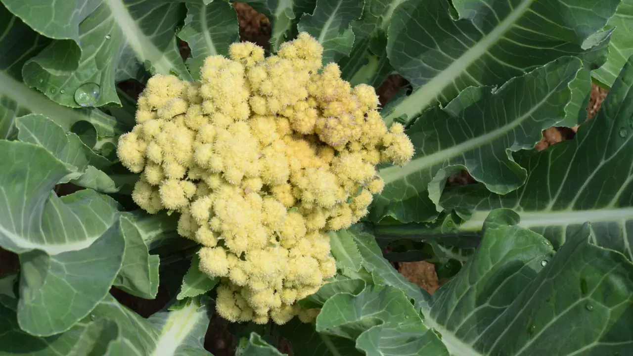 Gros plan sur un plant de brocolis aux feuilles vertes et à la tête florale jaune pâle, prête à être récoltée.