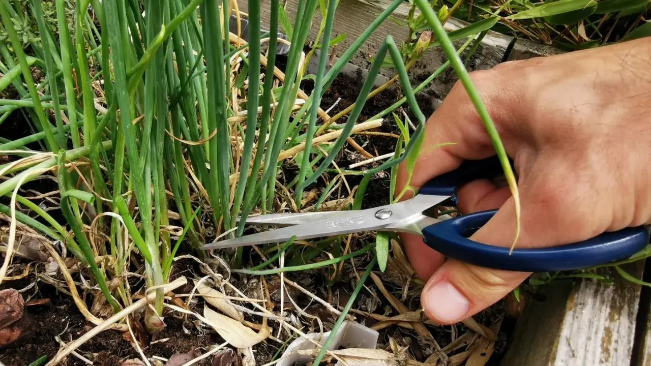 Maintenant que la ciboulette en fleur, que faire ? On la coupe pour la récolter et la cuisiner.