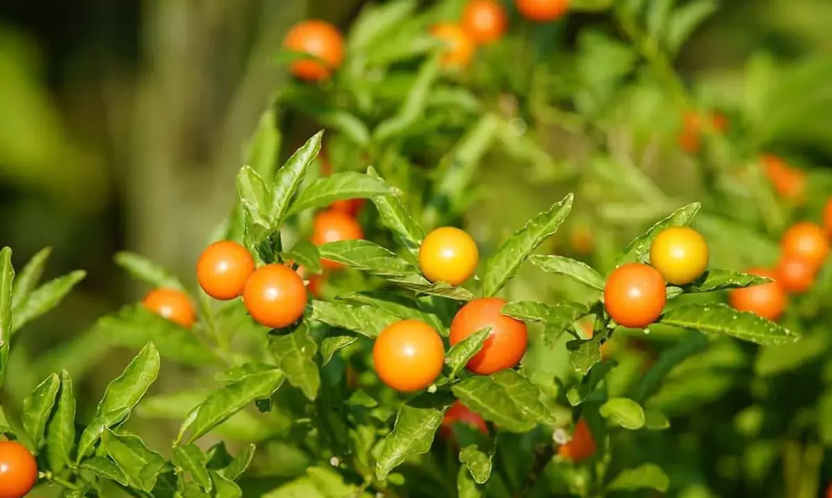 Des baies orange vif et jaunes sur un feuillage vert luxuriant. L'entretien du pommier d'amour est simple, il aime le soleil.