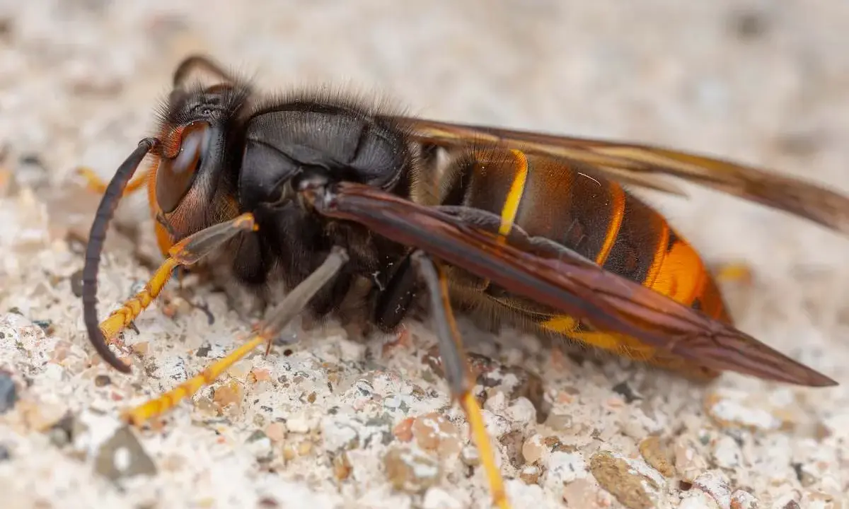 Gros plan sur un frelon géant, insecte imposant aux rayures orangées et noires, posé sur une surface granuleuse.
