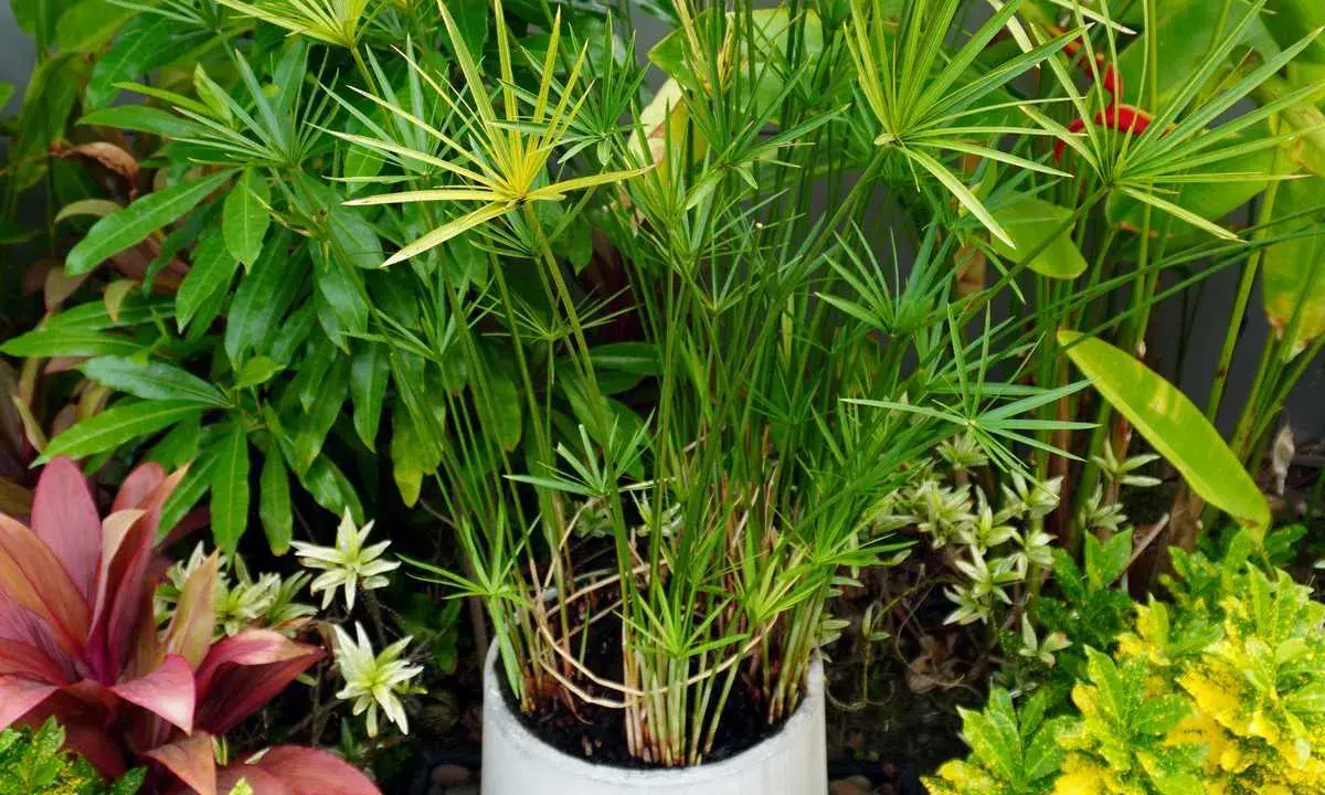 Un papyrus dans l'eau sans terre, ses tiges fines et vertes s'élèvent, entourées d'autres plantes luxuriantes.