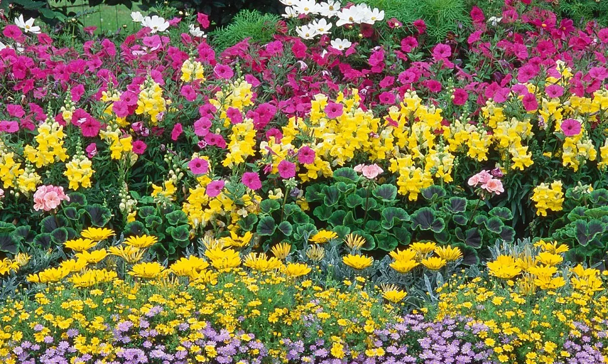 Un parterre coloré de plante extérieur : roses, jaunes, blancs et violets.