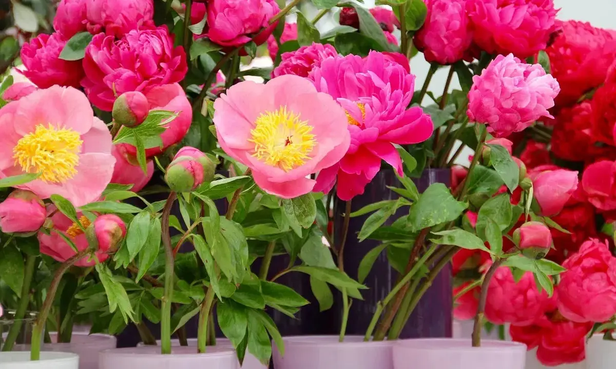 Un bouquet de pivoines en pot, aux teintes roses et rouges éclatantes, avec des boutons encore fermés.