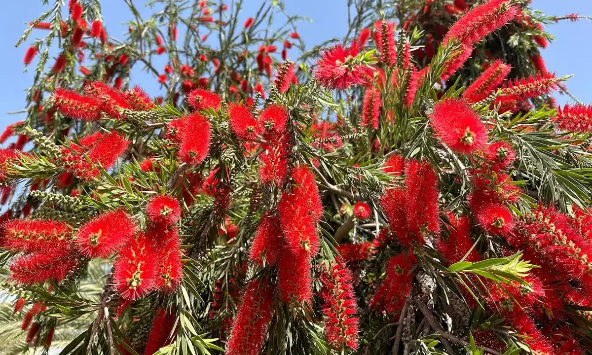 Arbre aux fleurs rouges vives, ressemblant à un rince bouteille.