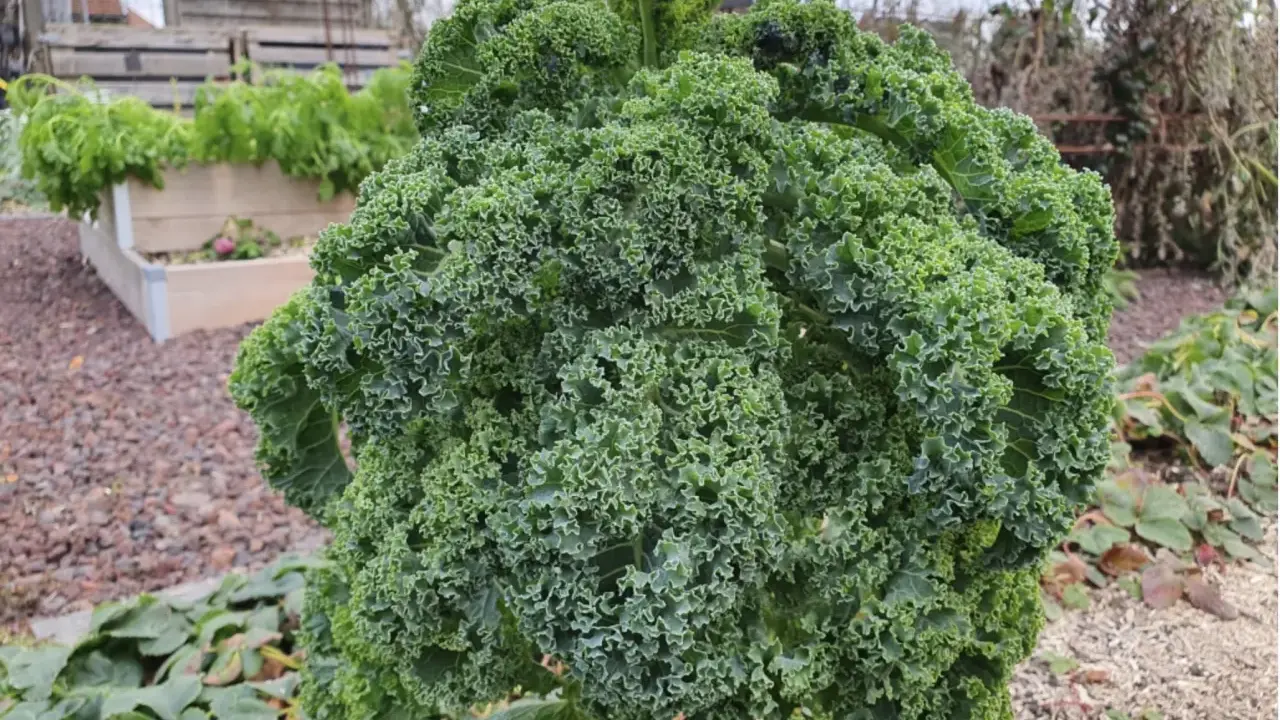 Gros chou kale frisé, prêt pour la récolte. La culture de ce légume-feuille est florissante dans ce potager.