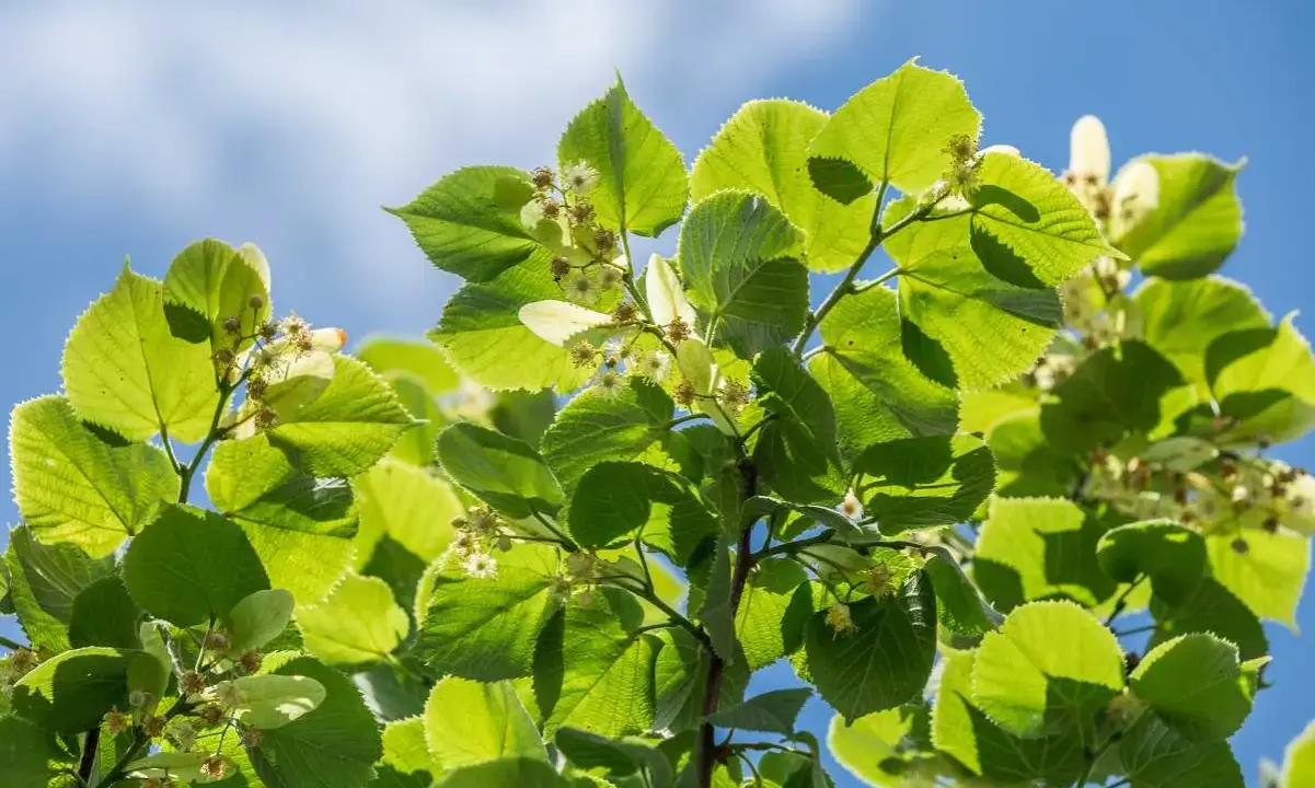 Feuilles vertes et petites fleurs de tilleul sous un ciel bleu. Idéal pour savoir quand cueillir le tilleul.