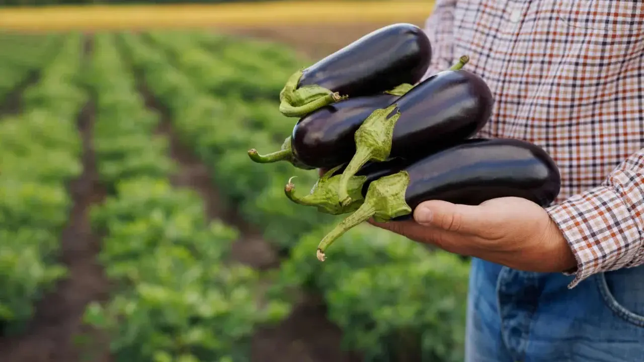 Main d'un agriculteur tenant plusieurs aubergines fraîchement cueillies dans son potager.