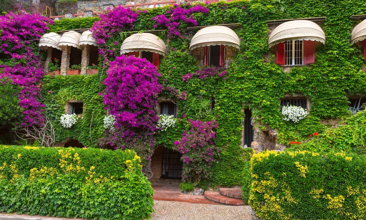 Une **plante grimpante mur** luxuriante habille une maison de pierre, ornée de bougainvilliers violets éclatants et de petites fleurs blanches.