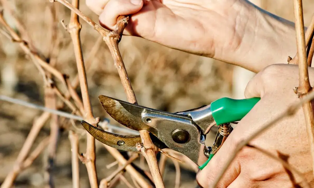 Mains tenant un sécateur vert pour montrer comment tailler la vigne, coupant une branche sèche.