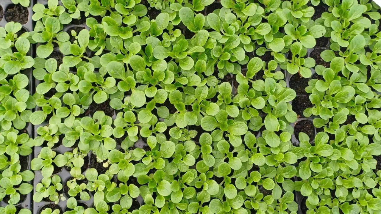 Jeunes pousses de salade frisée dans des alvéoles, prêtes à être transplantées.
