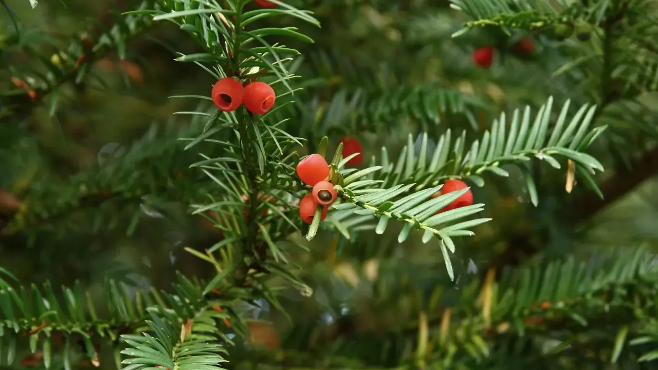 Gros plan sur des baies rouges vives sur un if vert foncé. Idéal pour savoir comment tailler un if trop haut.
