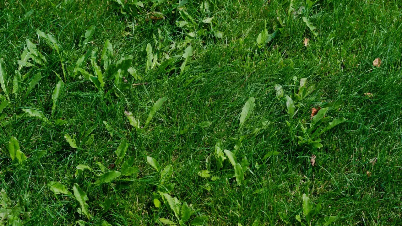Un tableau des mauvaises herbes envahit cette pelouse verte. Des feuilles dentelées se mêlent à l'herbe dense, créant un tapis naturel.