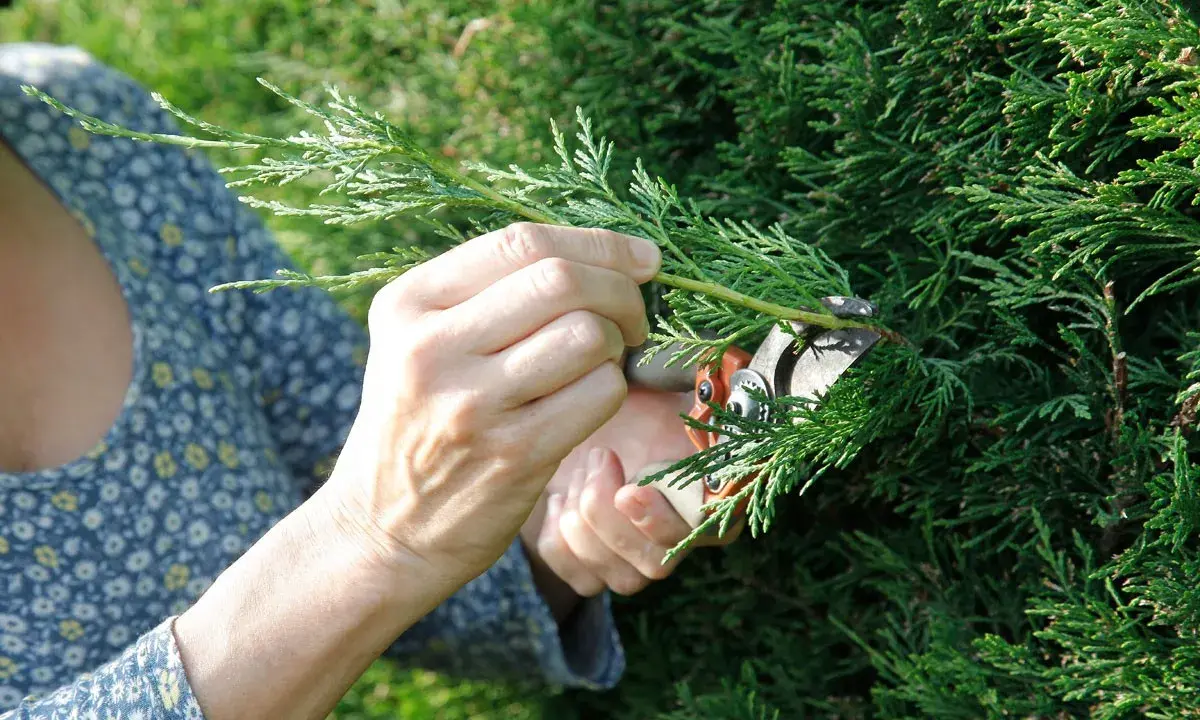 Mains coupant une branche de cyprès trop haute avec un sécateur. Le feuillage vert dense contraste avec la robe fleurie de la personne.