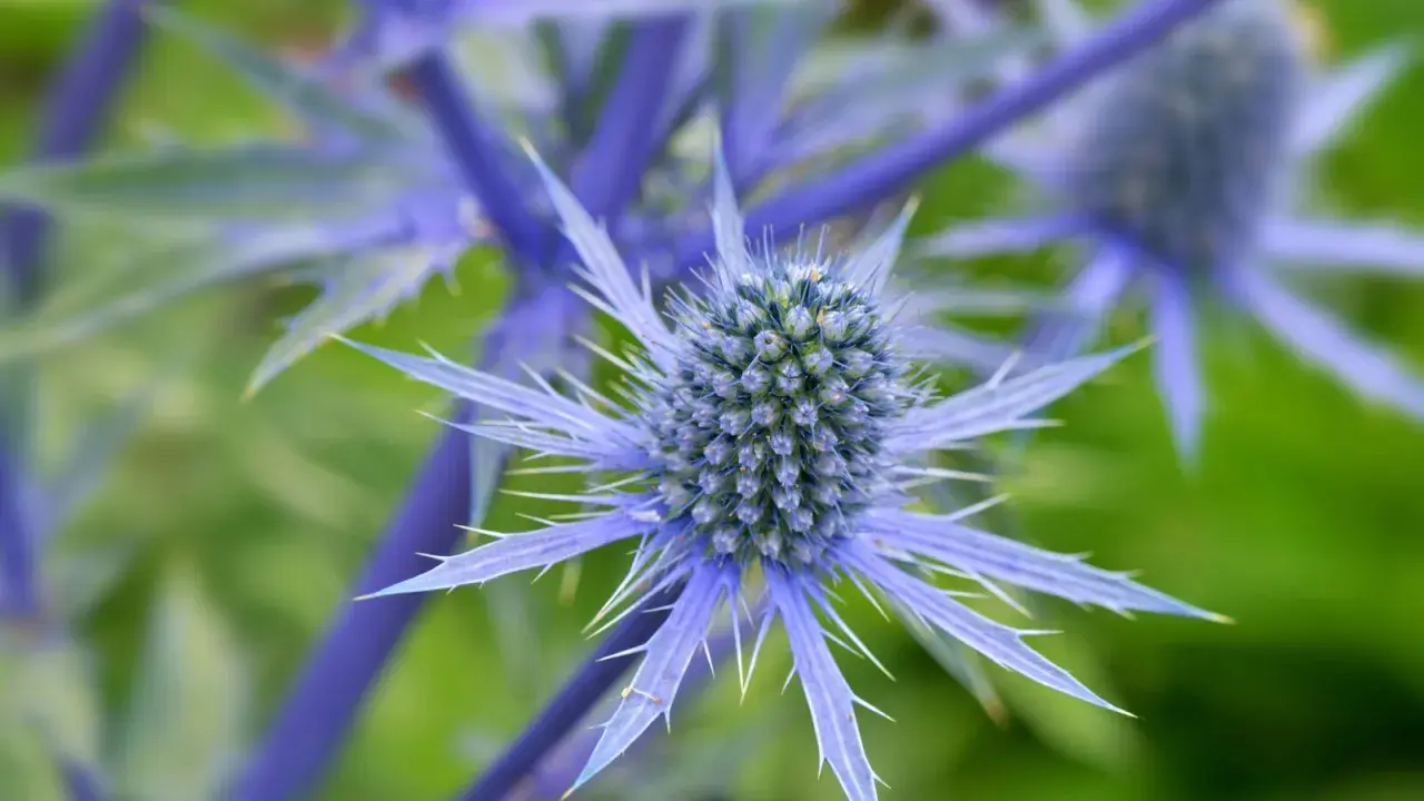 Gros plan sur un chardon bleu aux épines bleues et pointues, se détachant sur un fond vert flou.