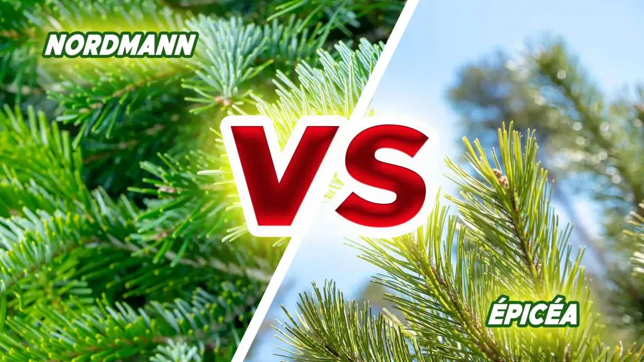 Comparaison entre le sapin Nordmann et l'épicéa, deux conifères populaires pour les fêtes.