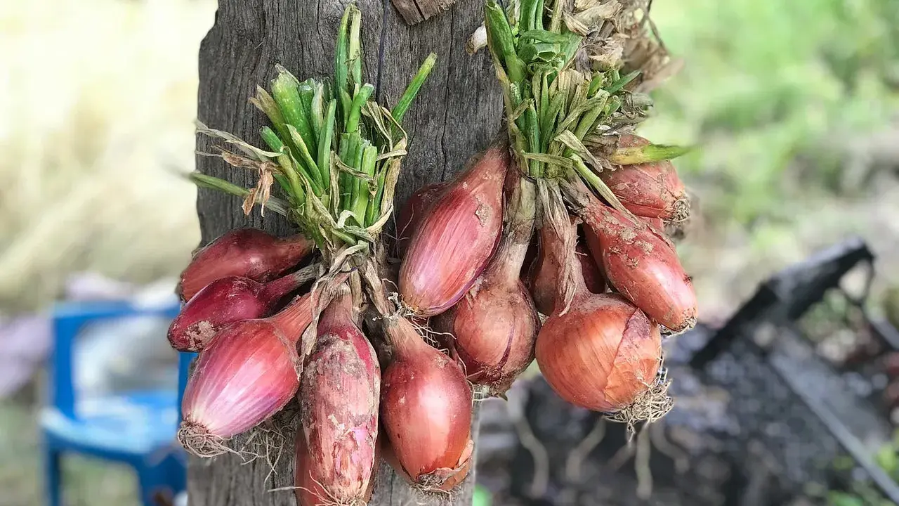 Deux bouquets d'échalotes rouges, prêtes à être arrachées, pendent sur un tronc d'arbre.