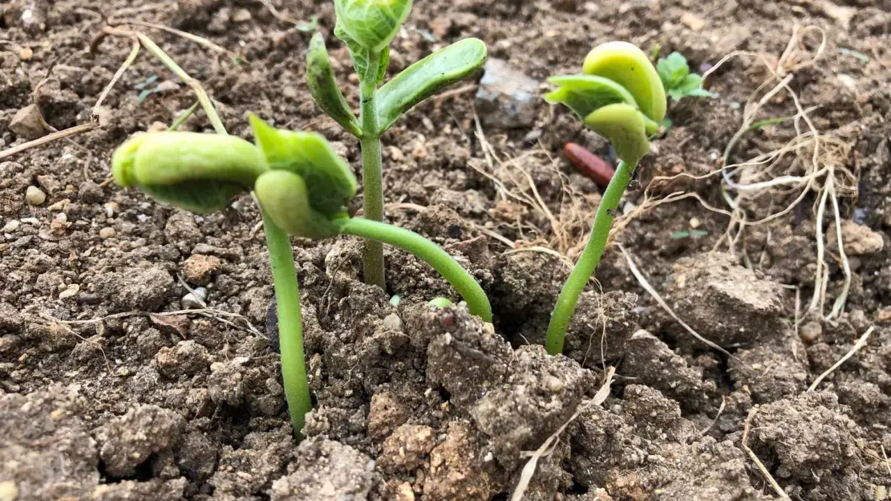 Jeunes pousses de haricots verts émergeant de la terre. Le succès du semer haricots verts est visible.