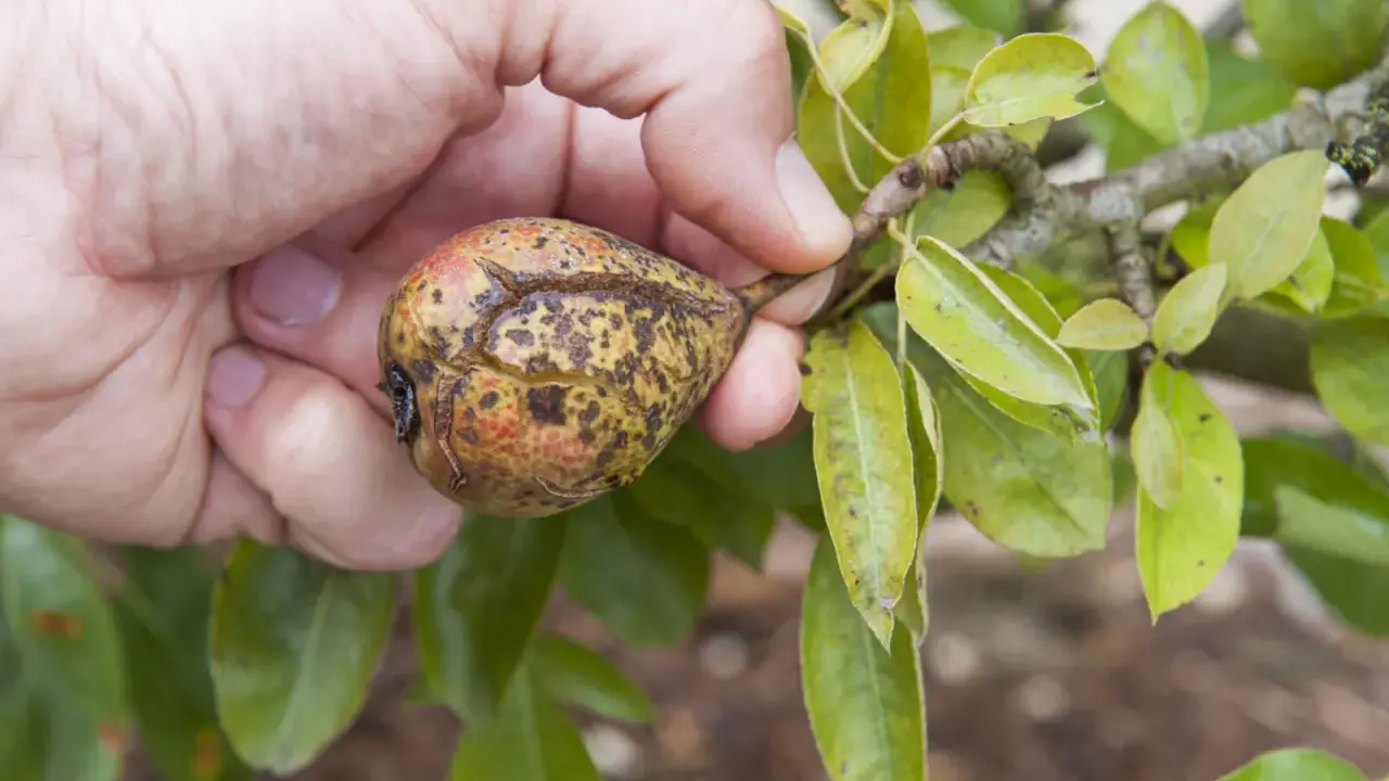 Main d'une personne tenant une poire affectée par la maladie du poirier, avec des taches brunes et des craquelures sur la peau.