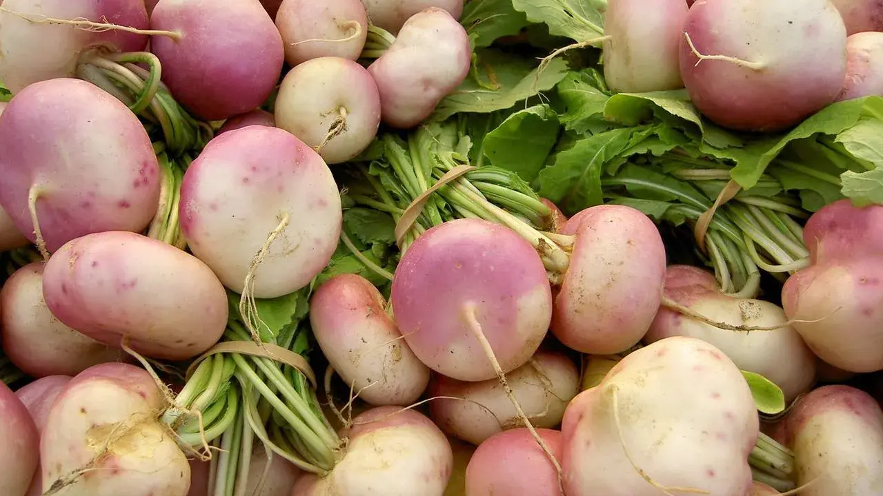 Gros plan sur une récolte de navets roses et blancs, prêts à être semés ou cuisinés.