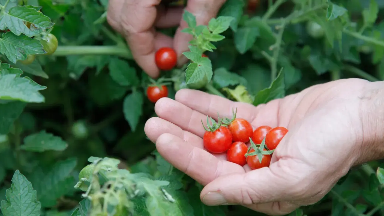 Des mains récoltent des tomates cerises rouges. On se demande en combien de temps poussent les tomates cerises pour obtenir une telle récolte.