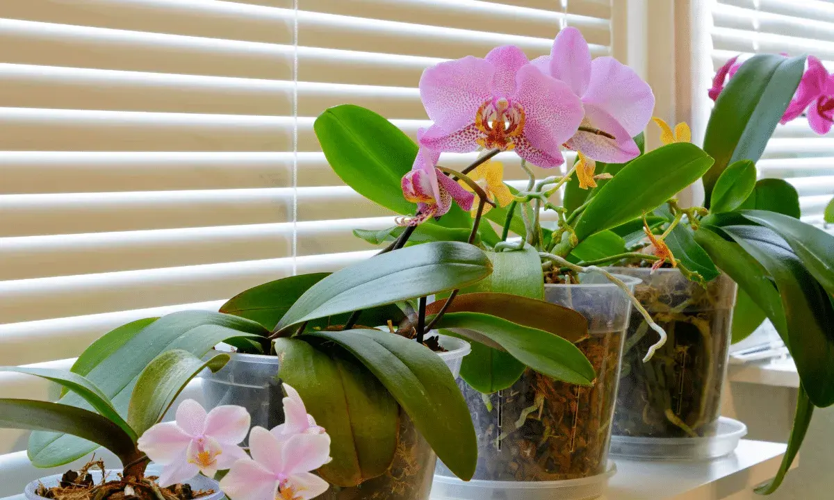 Plusieurs orchidées en pot, certaines avec des fleurs roses et jaunes, se tiennent sur un rebord de fenêtre derrière des stores. Une bouture orchidée dans l'eau attend de prendre racine.