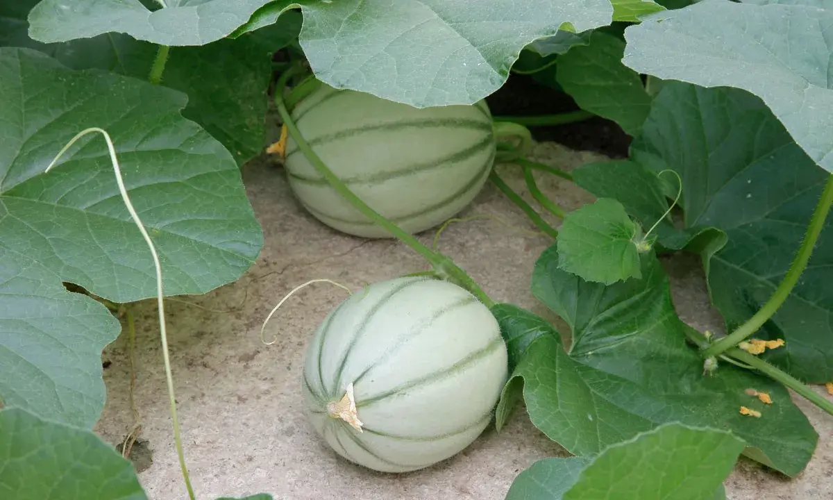 Deux jeunes melons, encore pâles et striés de vert, poussent sur leur plan.