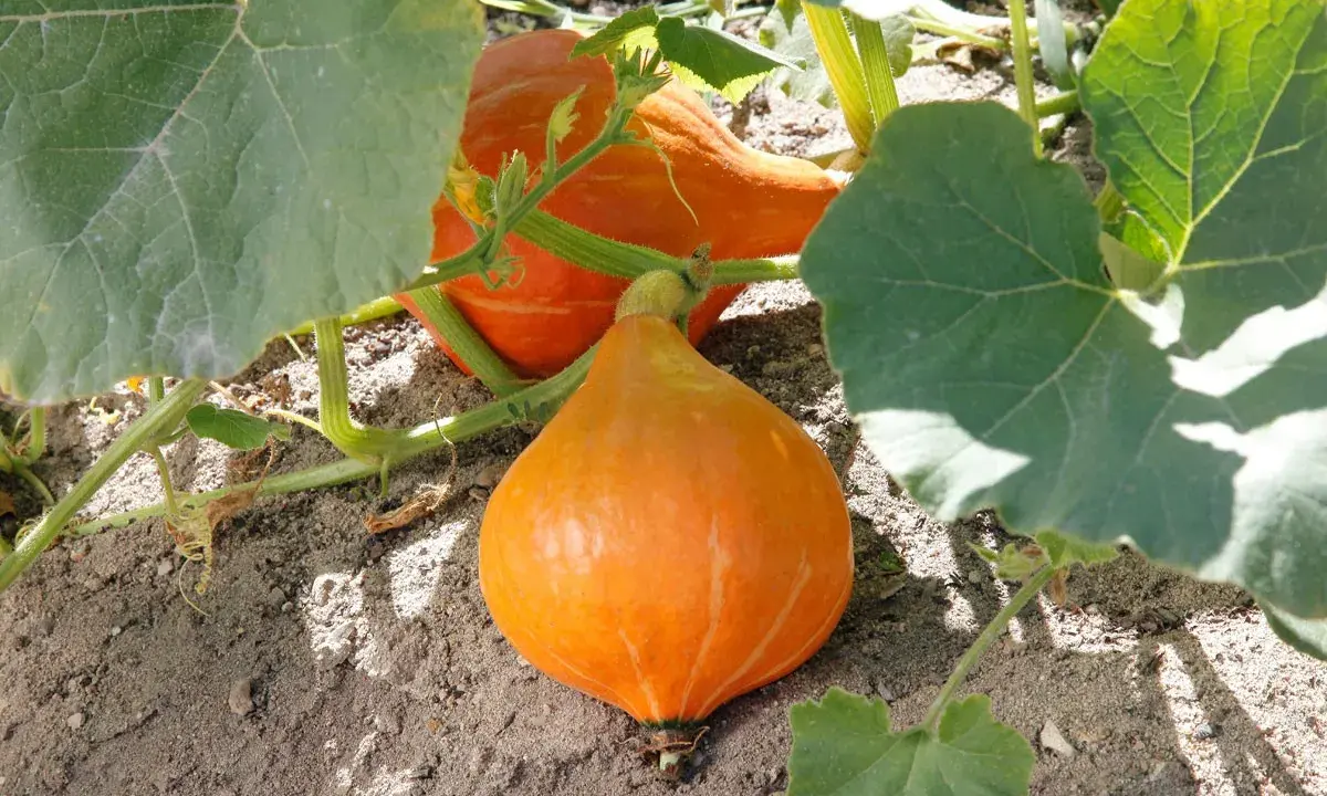 Deux potimarrons orange vif poussent sur leur pied, entourés de grandes feuilles vertes.