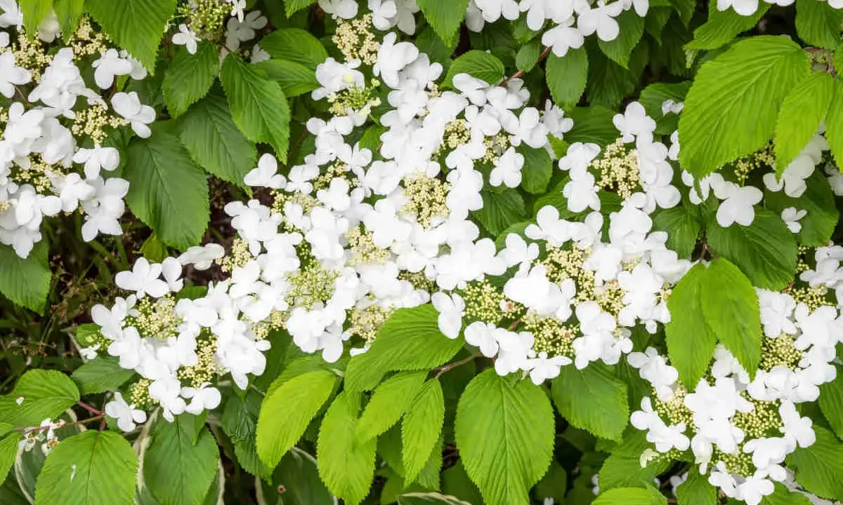 Gros plan sur une viorne de Chine en pleine floraison, ses grappes de fleurs blanches délicates contrastant avec le feuillage vert luxuriant.