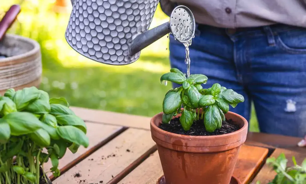 Arrosage basilic en pot, avec une arrosoir en métal. Les feuilles vertes et fraîches du basilic sont arrosées.