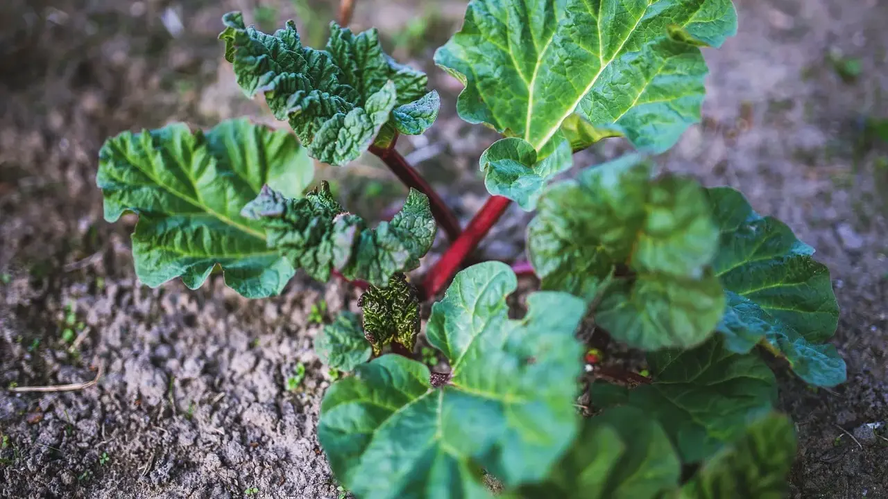 Jeune plant de rhubarbe aux feuilles vertes et tiges rouges, prêt à être planté. Un bon endroit pour planter la rhubarbe est essentiel pour sa croissance.