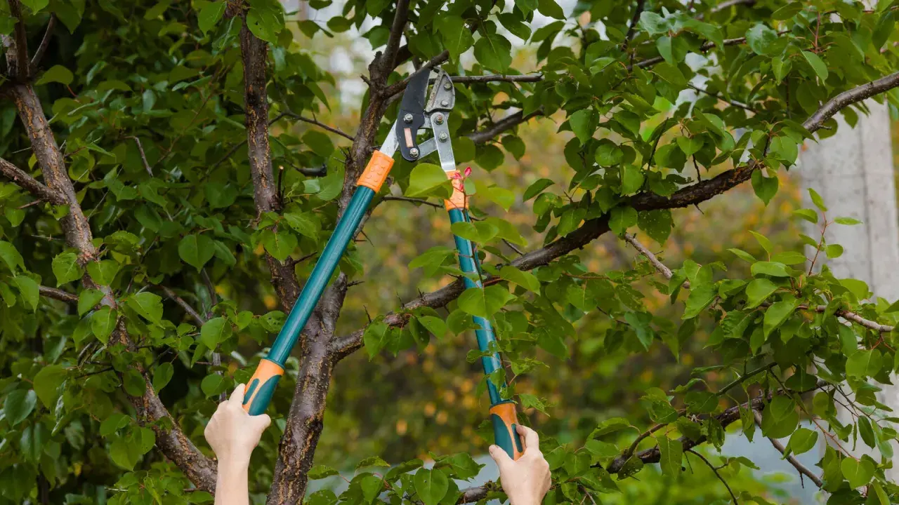 Des mains tiennent un sécateur pour apprendre comment élaguer un arbre, coupant une branche feuillue.