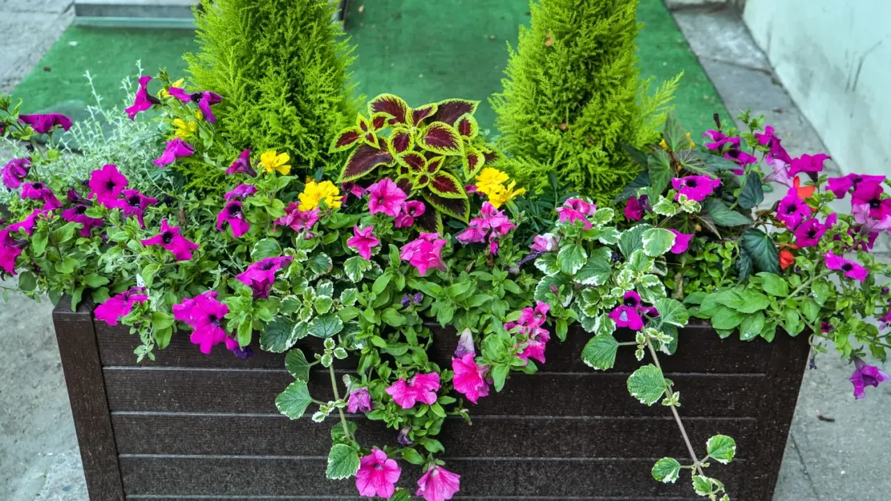 Jardinière débordante de fleurs roses et jaunes, avec des conifères et des feuilles colorées. Un bel arrangement de plantes pour jardinière toute l'année.