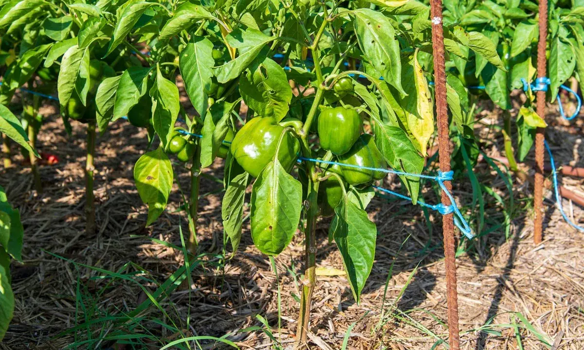 Poivron plantation en pleine croissance, avec des poivrons verts brillants sur des tiges soutenues par des piquets.