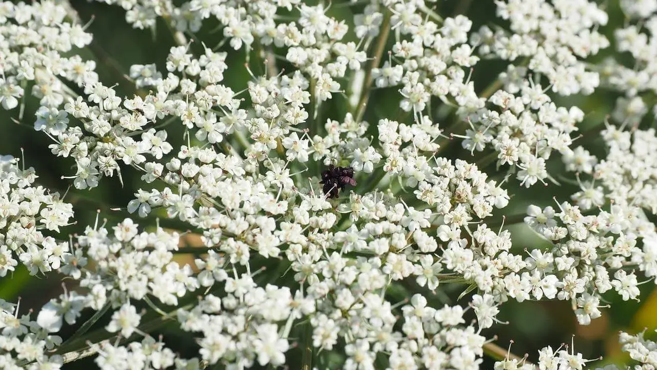 Gros plan sur une ombelle de carotte sauvage blanche, avec un petit insecte noir posé au centre.