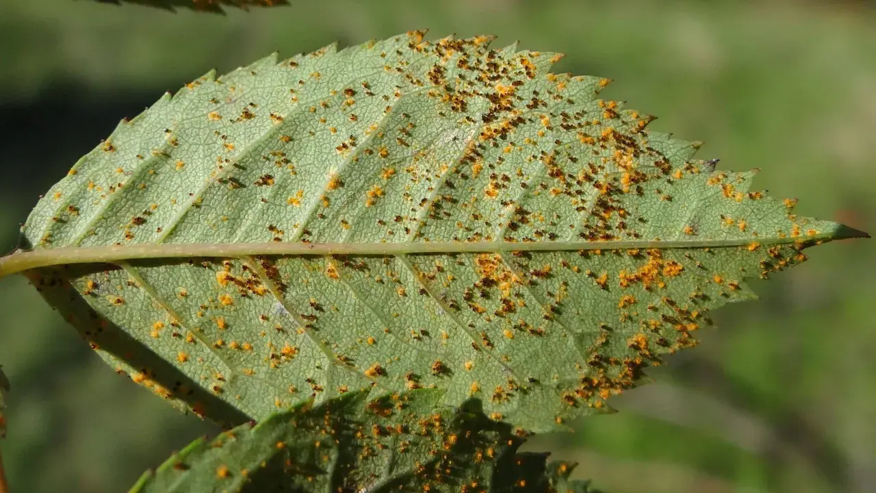 Feuille de rosier atteinte par la rouille, présentant de petites pustules orange et brunes sur sa surface verte.