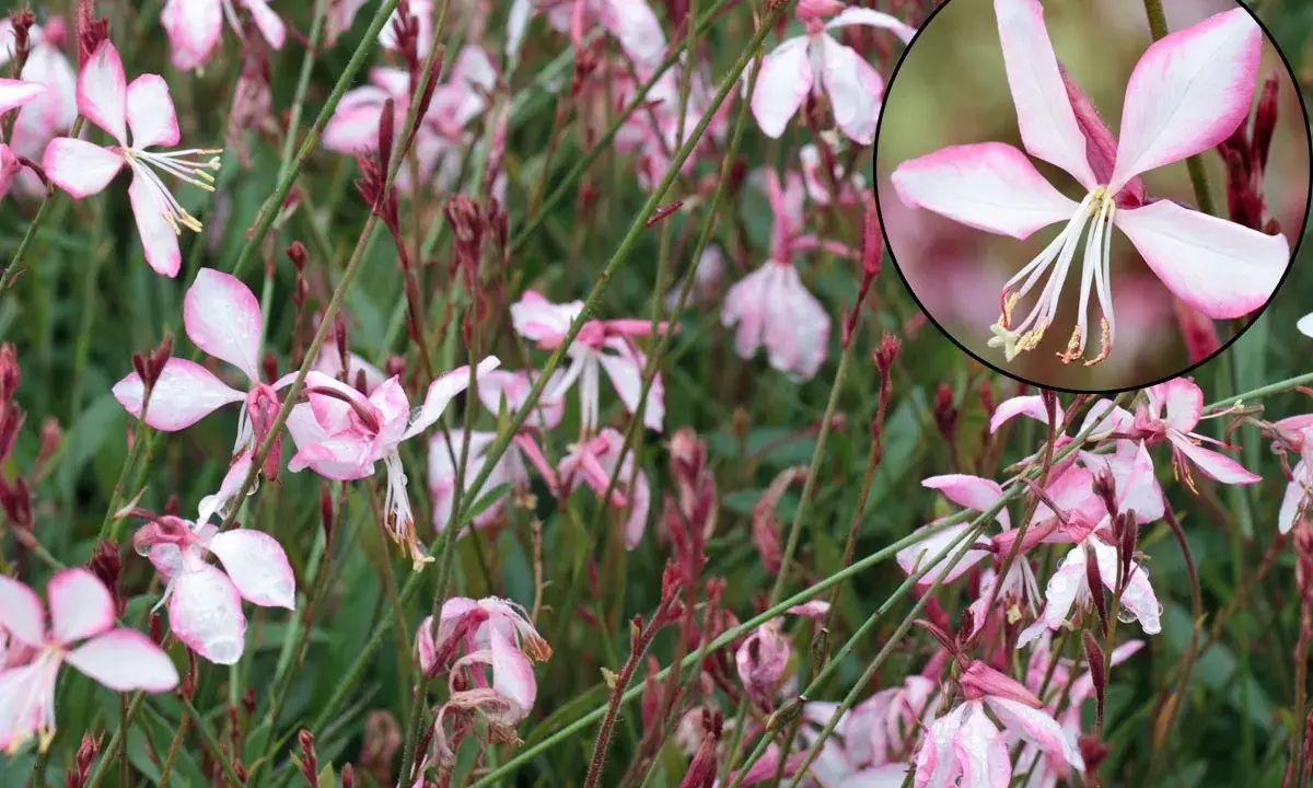 Fleurs de gaura rouge, délicates et rosées, parsemées de gouttes de pluie. L'entretien de ces beautés est simple pour un jardin éclatant.