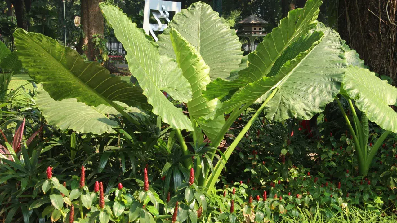 Plante à grosse feuille extérieure, ses larges feuilles vertes dominent un parterre de fleurs rouges.