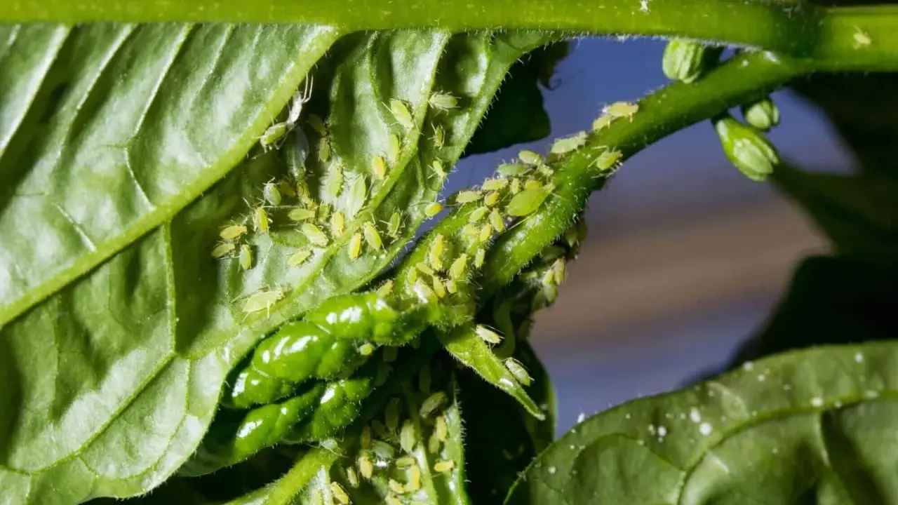 Des pucerons verts infestent une tige et des feuilles de plante. Un traitement puceron est nécessaire pour sauver le végétal.