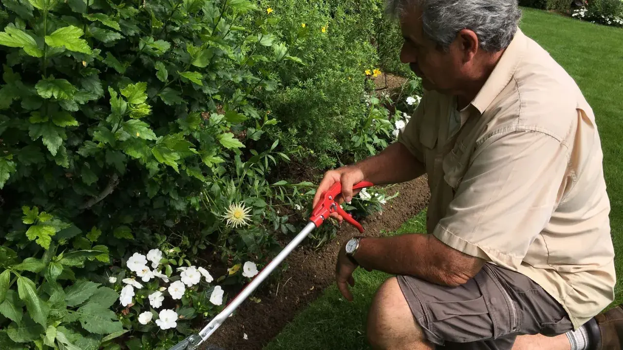 Un jardinier utilise un sécateur pour apprendre comment couper les roses fanées et entretenir son jardin fleuri.