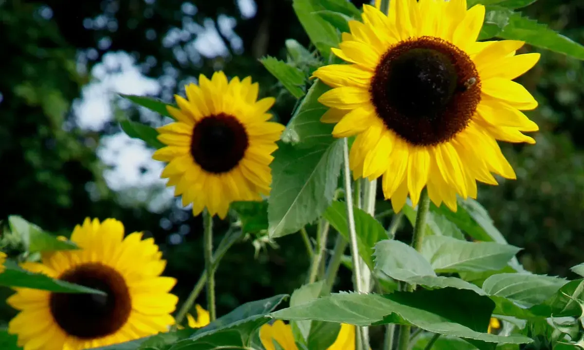 Un tournesol en pot, avec ses pétales jaunes éclatants et son cœur brun, attire un petit insecte. D'autres tournesols sont visibles en arrière-plan.