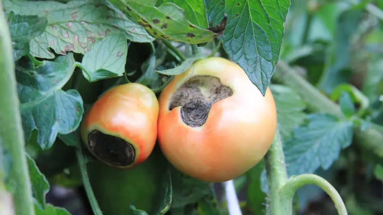 Deux tomates sur pied, l'une avec une tache noire sur le dessous, un signe de la pourriture apicale, ou "tomate cul noir".
