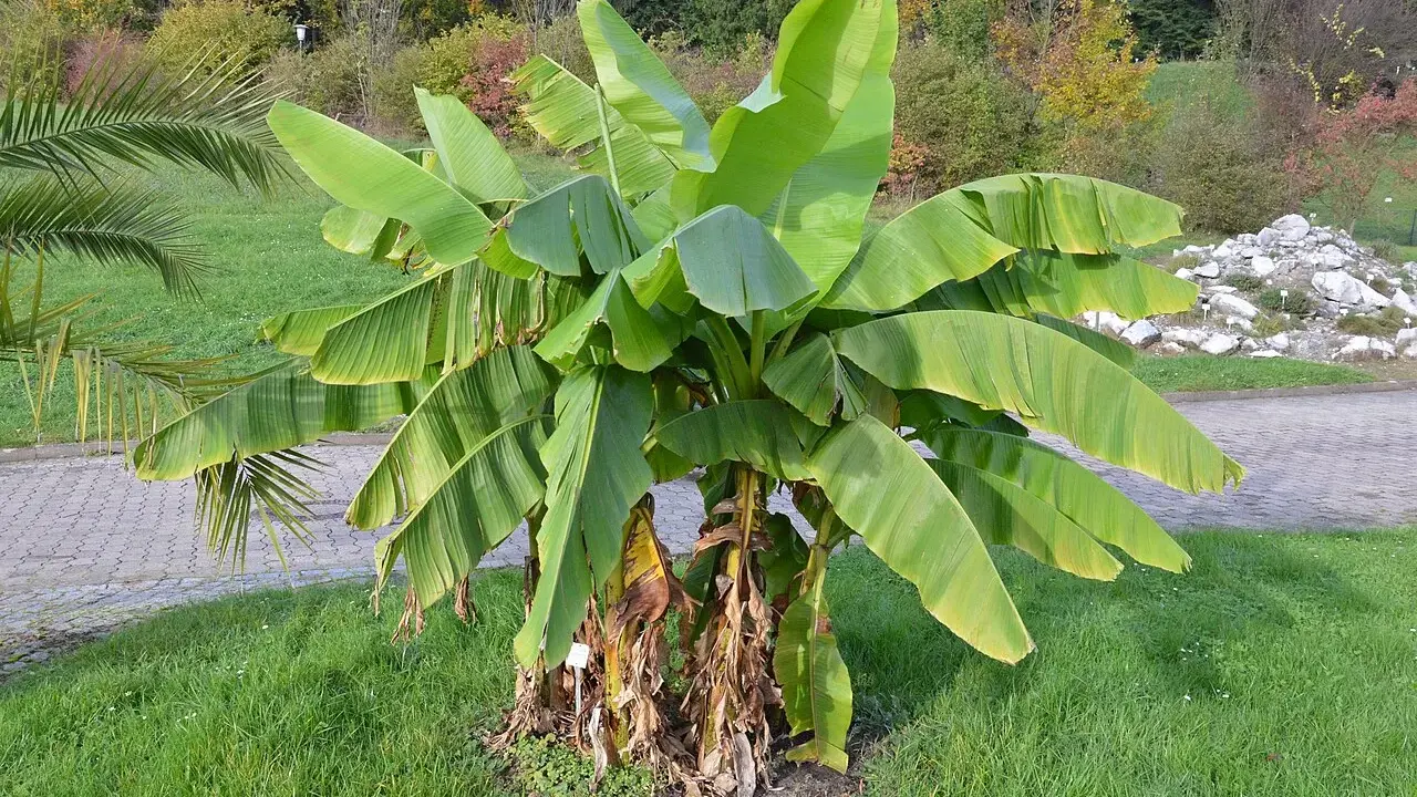 Gros bananier Musa basjoo avec de grandes feuilles vertes dans un jardin.