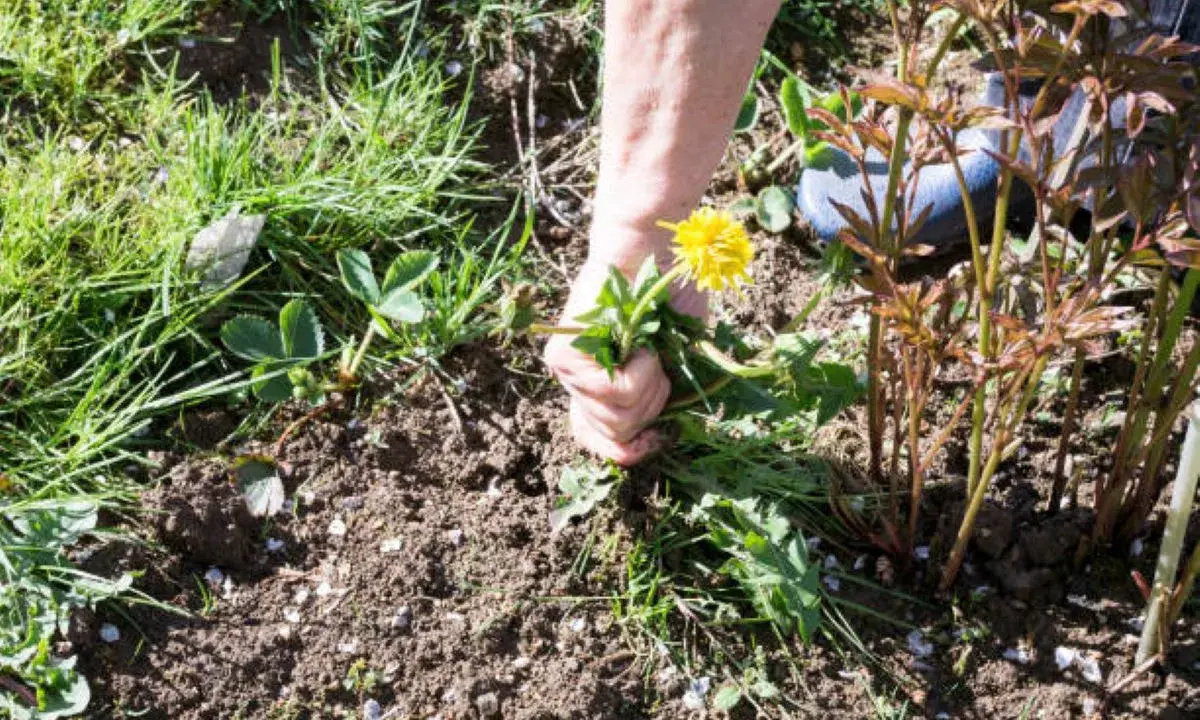 Main arrachant une **mauvaise herbe envahissante** avec sa fleur jaune, près de jeunes pousses de pivoines.