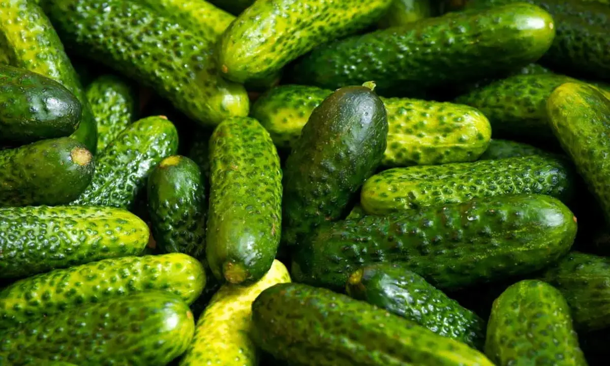 Un tas de cornichons verts, petits et bosselés. Le cornichon est-il un concombre ? Oui, c'est un petit concombre.
