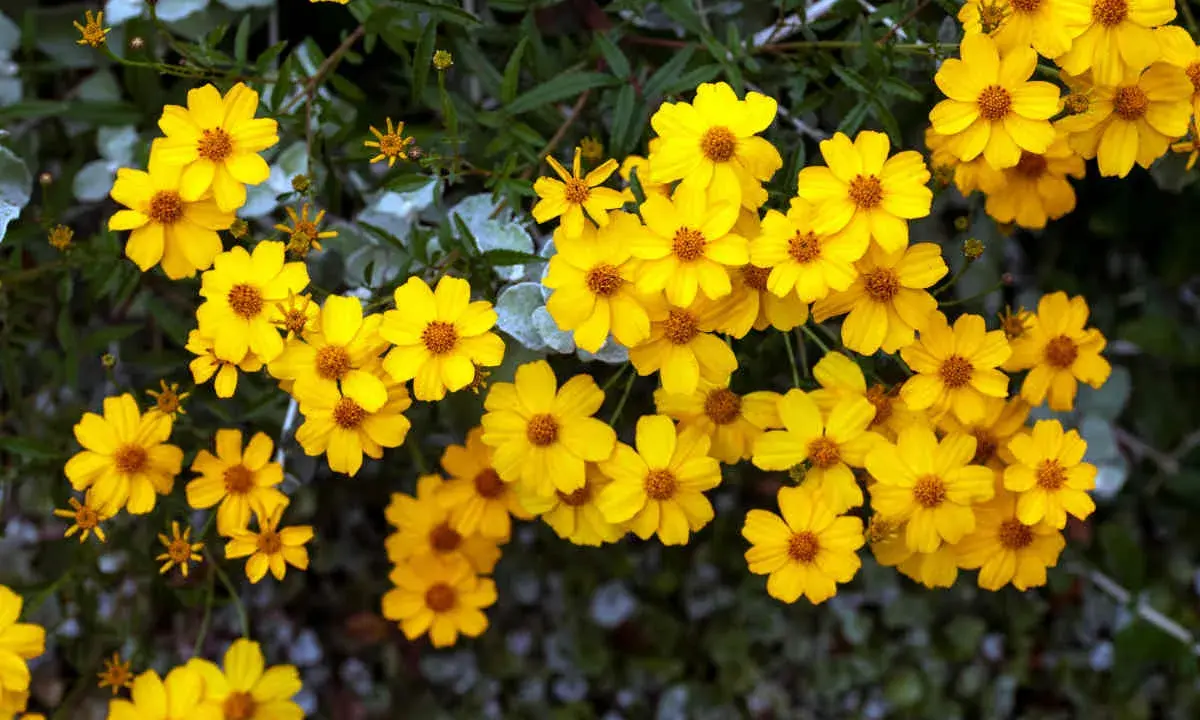 Un bouquet de soucis fleurs jaunes éclatantes illumine le feuillage sombre.