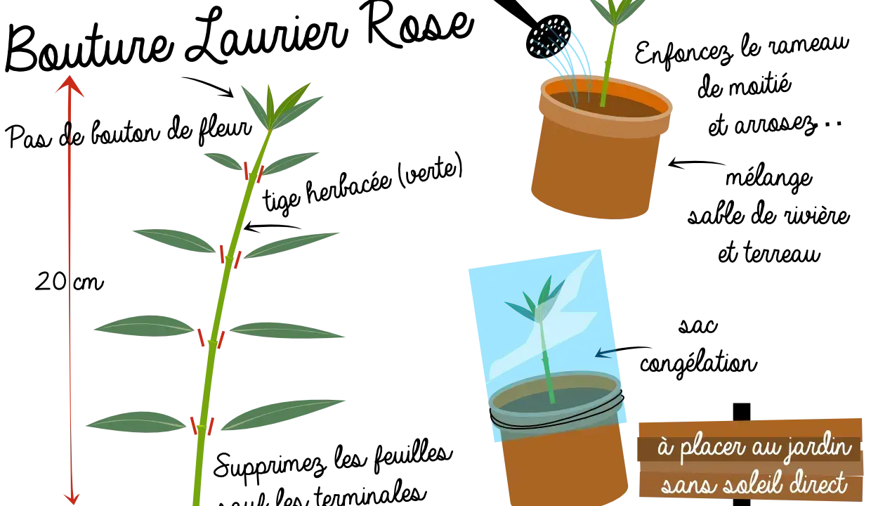 Illustration montrant comment faire une bouture de laurier rose : coupe de tige, mise en pot et protection. À placer au jardin sans soleil direct.
