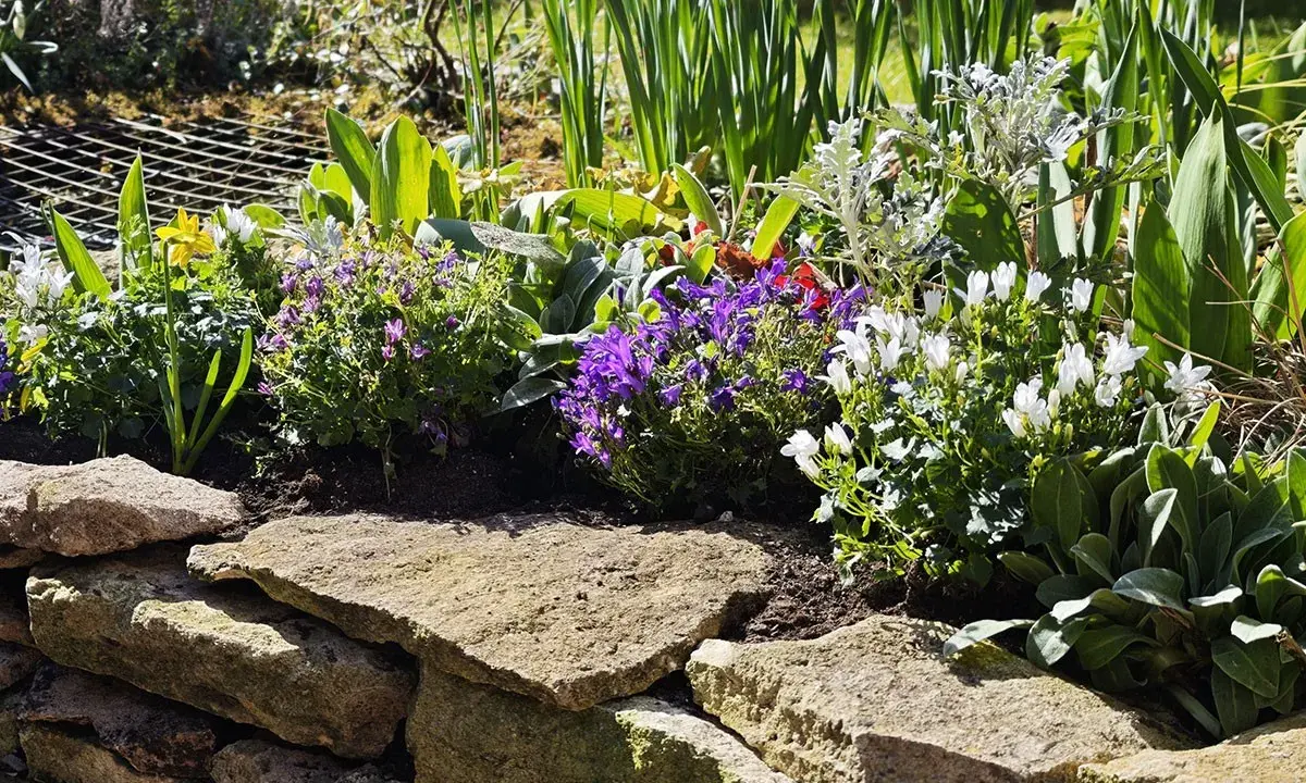 Un parterre fleuri avec des campanules vivaces couvre-sol bleues et blanches, des tulipes jaunes et des feuillages verts.